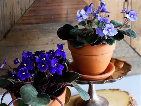 The 10 Gorgeous African Violet Pots (Reviews & Guide) of 2022