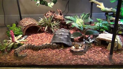 Stunning Ball Python Habitat with Turtle Hideaway