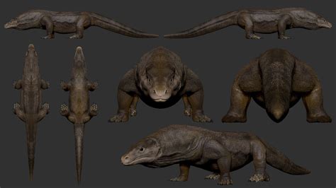 Komodo Dragon Anatomy