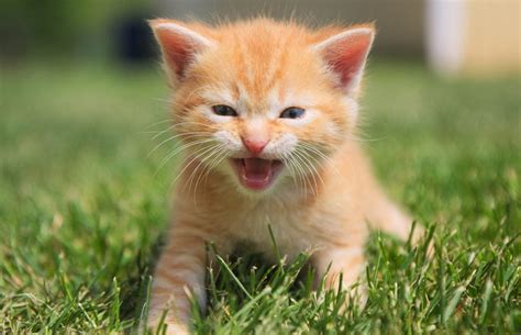 Why Is My Kitten Meowing? - Reasons Why And Solutions