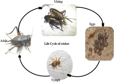 House Cricket Life Cycle