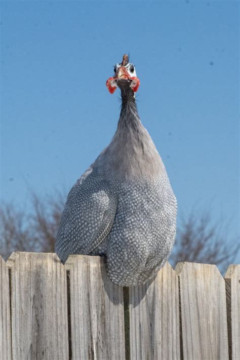 Lavender Guinea Fowl - Guinea Keets for Sale | Cackle Hatchery®