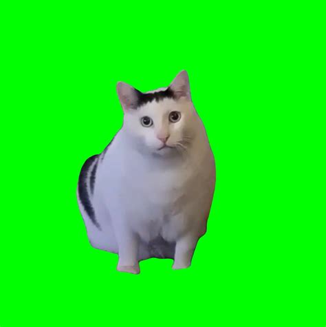 Huh? Cat Meme (Green Screen) – CreatorSet, 58% OFF