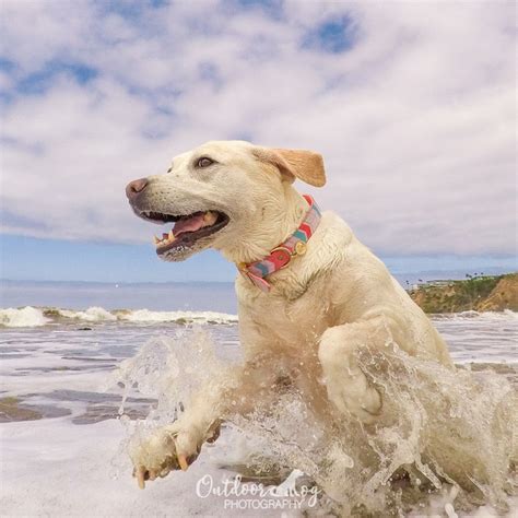 Outdoor Dog Photography | Portfolio