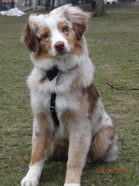 Red Merle Australian Shepherd | Cute dogs, Cute puppies, Australian shepherd dogs