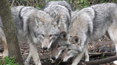 Coyote-wolf hybrid, called a coywolf, has been spotted in southwest ...