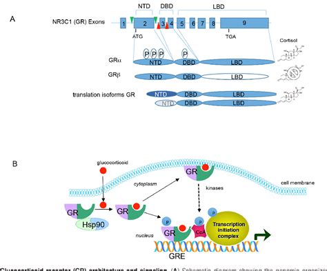 Figure 2 from Glucocorticoid receptor action in metabolic and neuronal function | Semantic Scholar