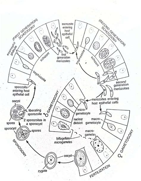 Life Cycle of Eimeria tenella - With Diagram - Swarborno