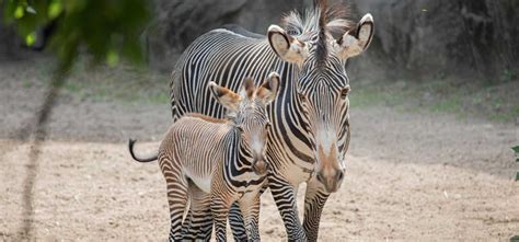 Zebra Foal is the Latest Addition to Lincoln Park Zoo Family | The Animal Facts