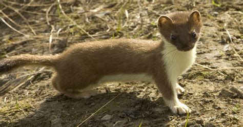 Species Spotlight: Short-tailed Weasel (Ermine)