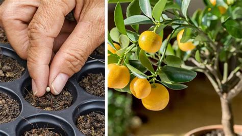 How To Grow Fruit Trees From Seeds? – Slick Garden