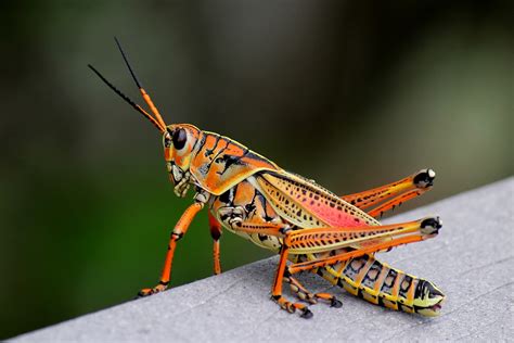 mitcheci photos: Florida: The Orange Grasshopper