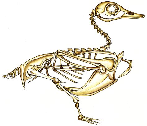 Diagram of a duck skeleton - Lizzie Harper