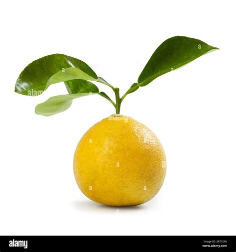 Bergamot Orange – "Femminello" Cultivar – Isolated on White Background Stock Photo - Alamy