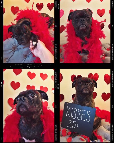 Cute dog photoshoot ideas for Valentine’s Day | Dog photoshoot, Dog valentines, Puppy portraits