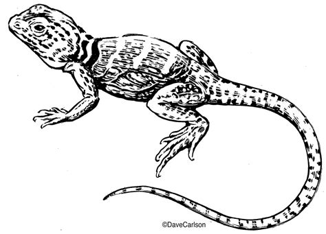 Eastern Collared Lizard Illustration | Carlson Stock Art