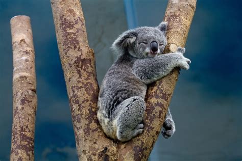 Australians Enraged Over Koala Screwed to Wooden Post - Health Thoroughfare