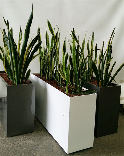 Three Indoor Planter Boxes With - Lot 1109448 | ALLBIDS