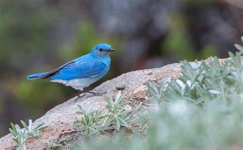 Mountain Bluebirds at Lassen Volcanic National Park | Focusing on Wildlife