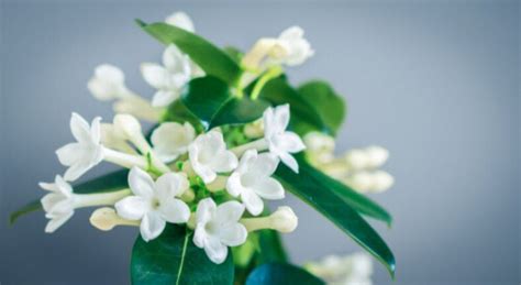 Stephanotis – Symbolism and Meaning - Symbol Sage