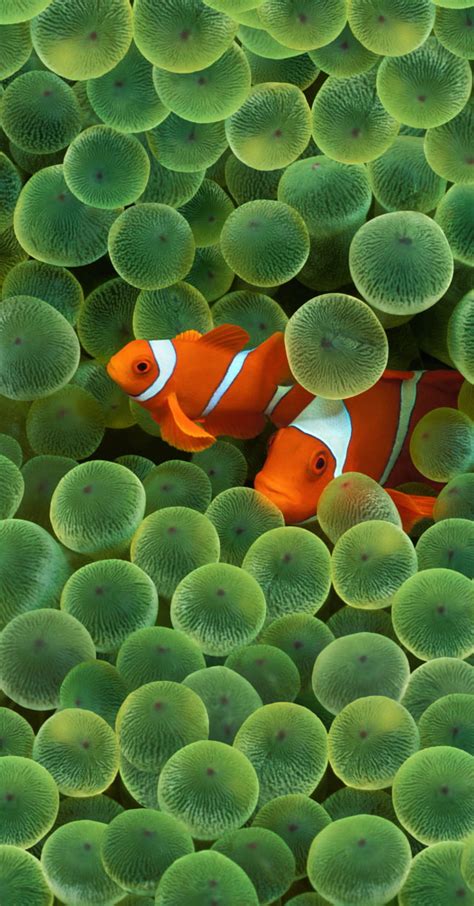 Apple Releases Clownfish Wallpaper Used to Launch Original iPhone, Download in Full Resolution ...