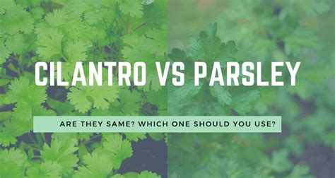 Cilantro-vs-Parsley | Your Indoor Herbs and Garden