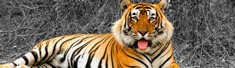 Wildlife in Rajasthan | Wildlife Sanctuaries & National Parks in Rajasthan