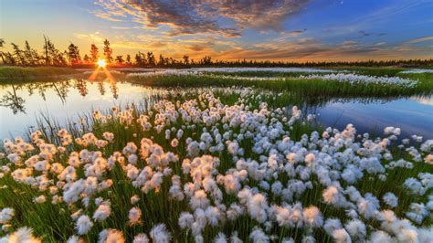 Closeup View Of White Dandelion Flowers Green Grass Field Lake Reflection On Water Trees During ...