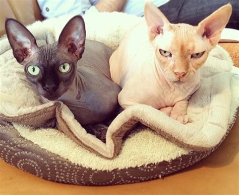 Sphynx Cats: What You Should Know Before You Buy One - PetHelpful