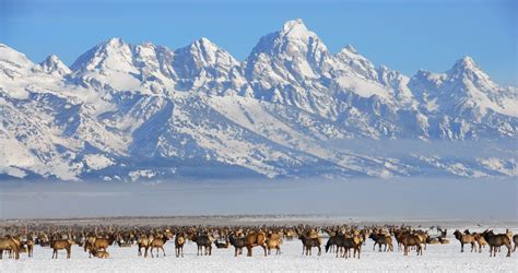 Wyoming National Elk Refuge - Sleigh Rides - Day Trips - Jackson Hole ...