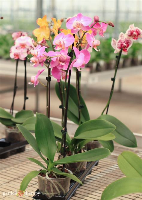 Orchid Care - How to Grow + Propagate Orchids - Garden Therapy