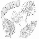 Tropical Leaves Coloring Pages sketch template