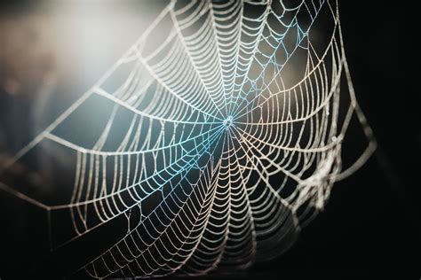 Spider Web In Close-Up Photography · Free Stock Photo