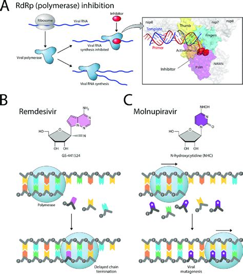 RNA-dependent RNA polymerase (RdRp) inhibition. (A) Coronavirus RdRp... | Download Scientific ...