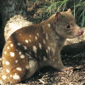 Quoll | The Life of Animals