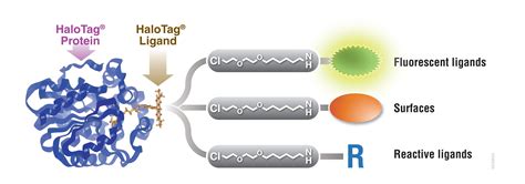 Protein Purification Guide | An Introduction to Protein Purification ...