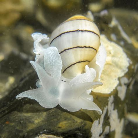 Pink Bubble Snail from Woolgoolga, New South Wales, Australia on ...