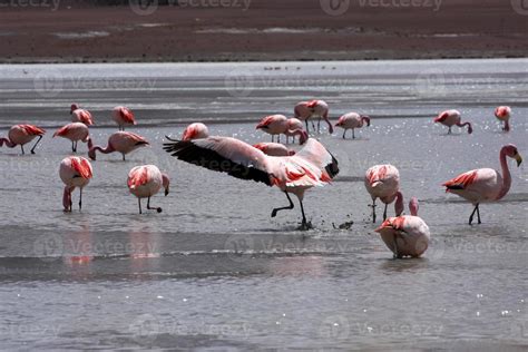 Flamingos on lake in andes mountain, Bolivia 840051 Stock Photo at Vecteezy