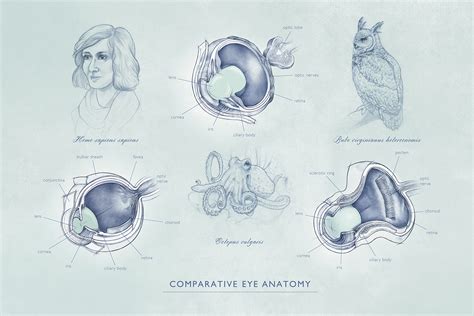 Human, Octopus & Owl Eye Anatomy on Behance