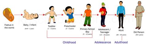 Human Life Cycle | Stages of Human Life Cycle | Science for Kids ...