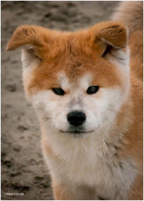 Red Akita by KonikPolski on DeviantArt