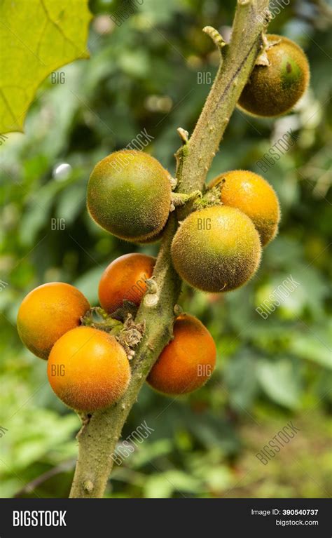 Solanum Quitoense Image & Photo (Free Trial) | Bigstock