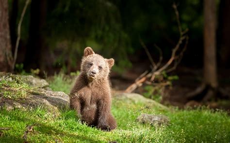 Bear Cub Wallpapers - Wallpaper Cave