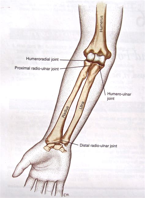 Posts about Anatomy and Physiology on | Forearm anatomy, Anatomy bones, Anatomy and physiology