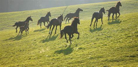 Bluegrass Region | Bluegrass International Fund