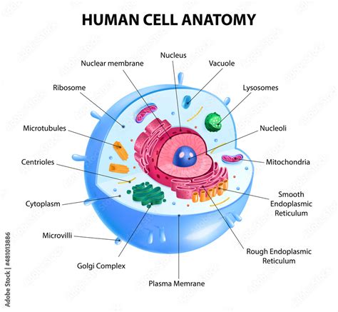 Human Cell Diagram Stock Vector | Adobe Stock