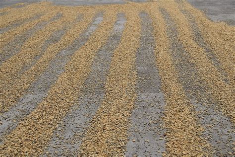 Sun Drying Coffee Beans Free Stock Photo - Public Domain Pictures