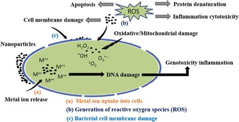 Schematic diagram of nanoparticle toxicity and antibacterial ...