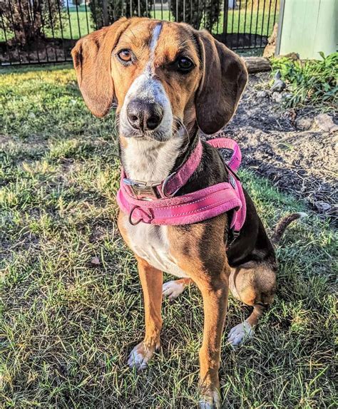 Coonhound Beagle Mix: Is This Curious Hybrid Right for You?