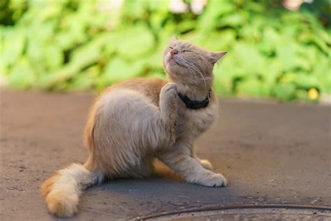 Cat Chin Mites vs Chin Acne: How Do I Tell the Difference? Our Vet Explains – Pet Arenas